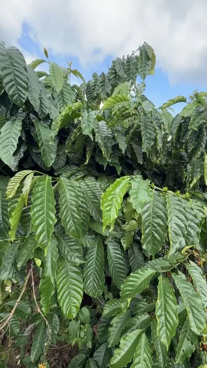 Đất nền 4 sào tại Tân Hà, Lâm Hà 160m² - Sổ đỏ chính chủ, giá tốt!