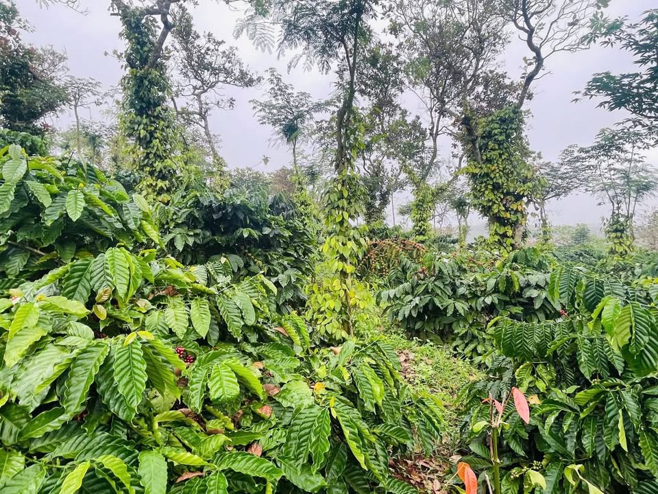 Đất nền Đắk Ha 15.480m² giá chỉ 680 triệu - Đất đẹp, sổ đỏ chính chủ!