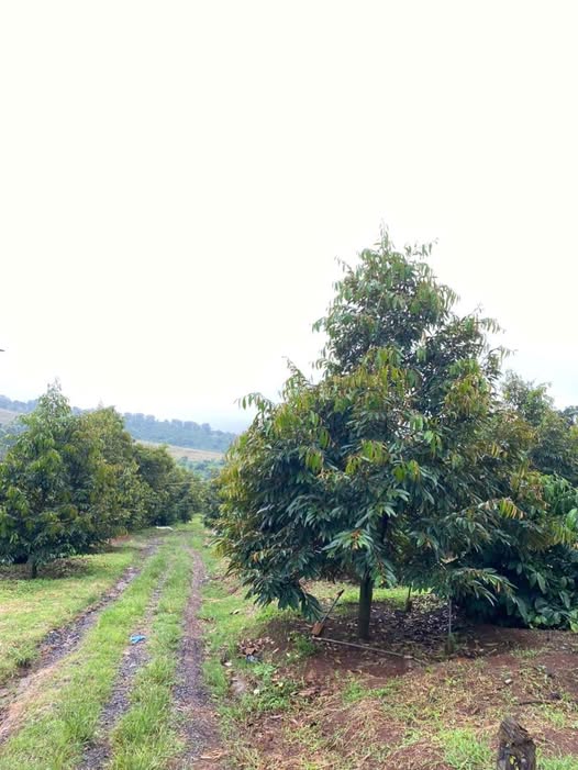 Đất thổ cư Krông Búk 4500m² giá 3.7 tỷ - Đầu tư sinh lời ngay!