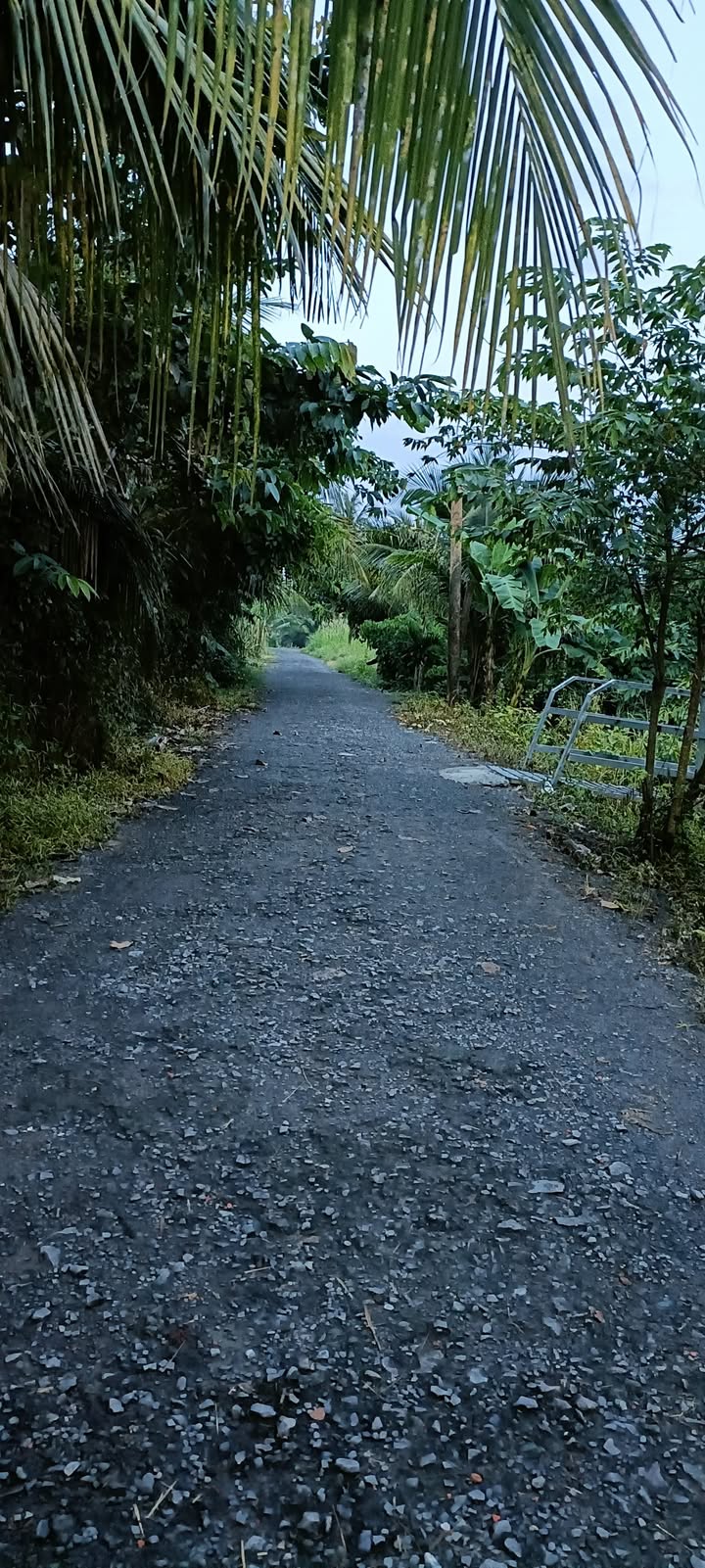 Đất vườn Long Phước, Long Hồ 1.429m² chỉ 2.858 tỷ - Đầu tư sinh lời ngay!