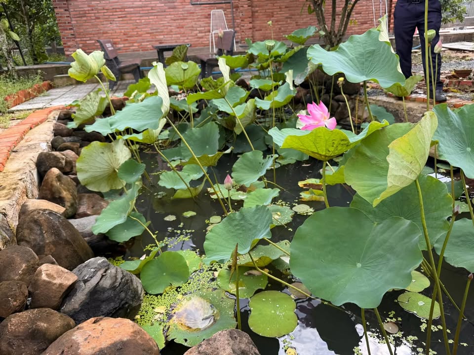 Nhà vườn Long Tân 10196m² giá 3.3 tỷ - Khu vực xung quanh xanh mát!