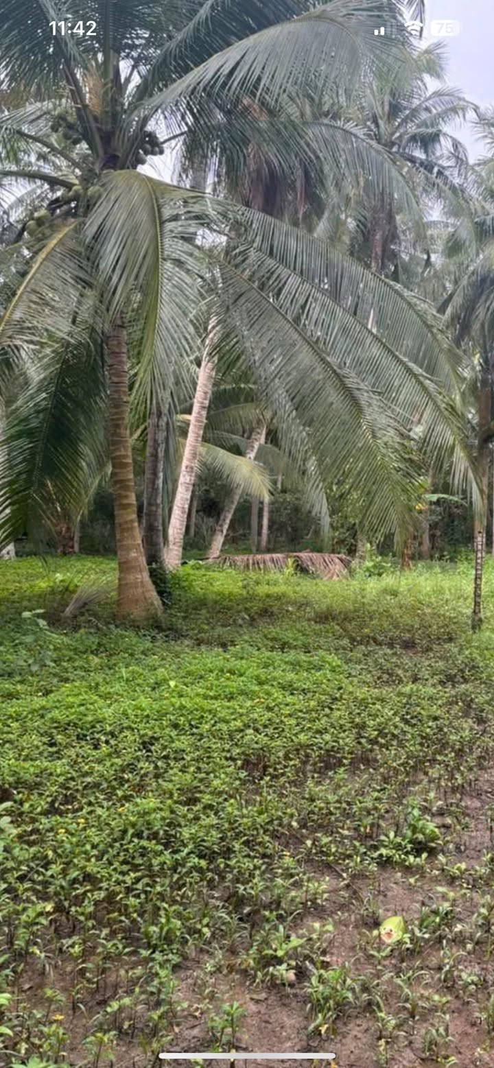 Đất vườn dừa Định Thủy 2480m² chỉ 400 triệu - Cơ hội đầu tư tuyệt vời!