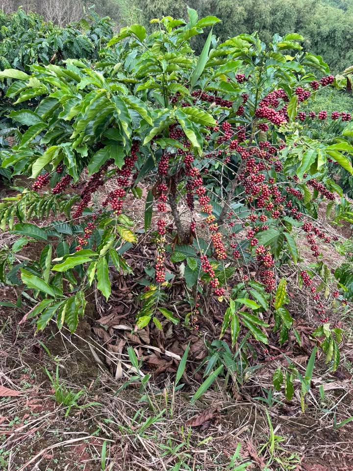 Farm Cafe 2ha tại Bờ Y, Ngọc Hồi giá 2,2 tỷ - Đầu tư sinh lời hấp dẫn!