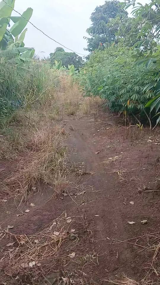 Đất nền xã Sông Ray, huyện Cẩm Mỹ, 2304m² - Đường ô tô vào tận nơi, giá chỉ 2.246 tỷ!