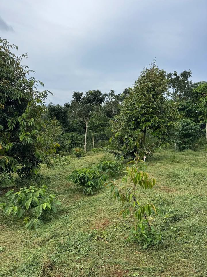 Đất vườn Lộc Nga Bảo Lộc 2000m² - Tiềm năng phát triển cao!