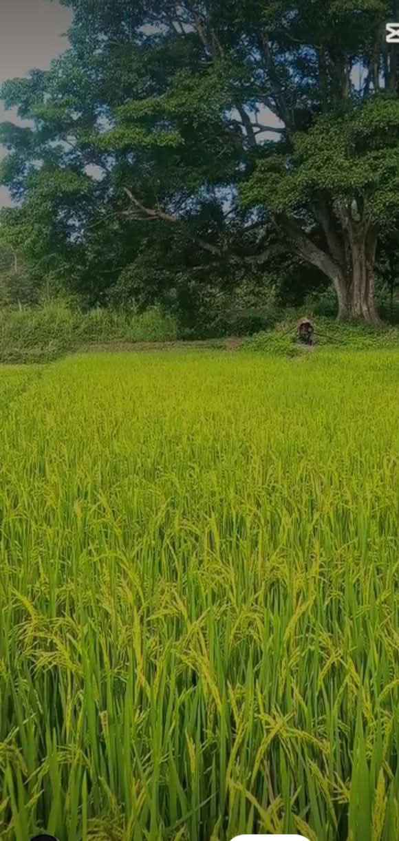 Đất nền Tân Hòa, Buôn Đôn 360m² giá 1xx triệu - Cơ hội đầu tư tuyệt vời!