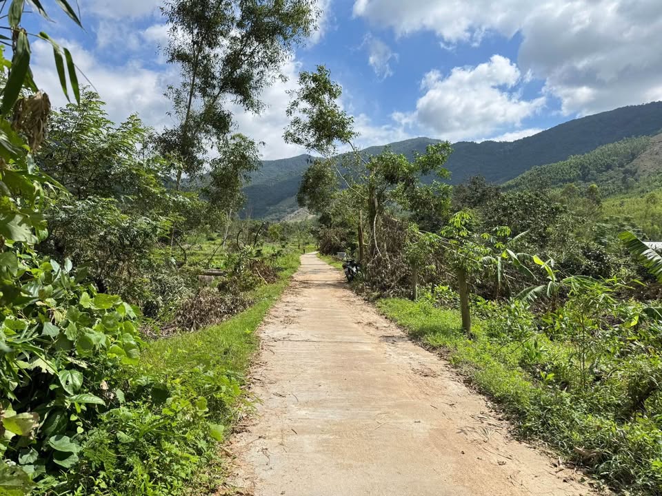 Lô đất rừng Vĩnh Thịnh 5000m² giá chỉ 70 triệu - Cơ hội đầu tư tuyệt vời!