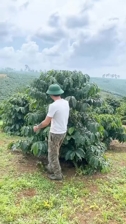 Đất nền Lộc Phú Bảo Lâm 80000m² giá 9.6 tỷ - Cơ hội đầu tư hấp dẫn!