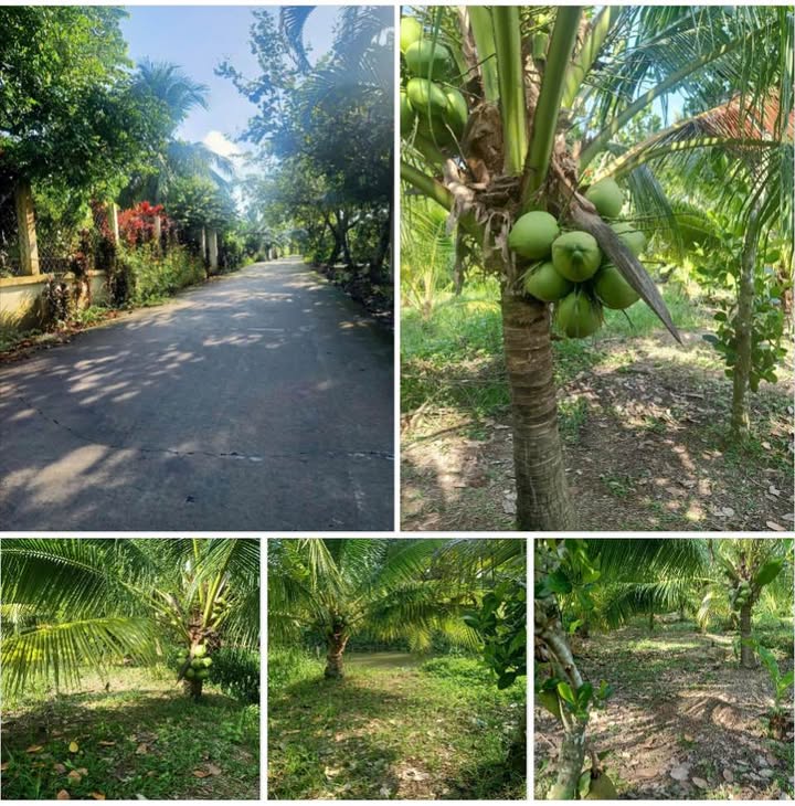 Đất mặt tiền lộ Giồng Da, xã Phú An Hòa, Châu Thành, Bến Tre 14.000m² giá 3.6 tỷ - Đầu tư sinh lời ngay!