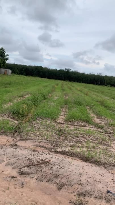 Đất nền An Cơ, Châu Thành, Tây Ninh 60.000m² giá 1 tỷ - Cơ hội đầu tư hấp dẫn!