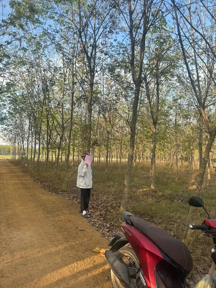 Đất nền Thạnh Tây, Tân Biên 1200m² giá chỉ 14 triệu/m² - Cơ hội đầu tư hấp dẫn!