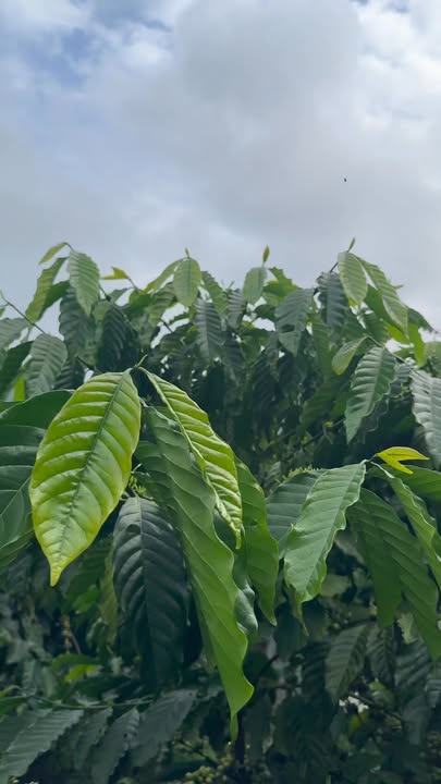 Đất nền Lâm Hà 8000m² giá 3 tỷ - Cơ hội đầu tư hấp dẫn!