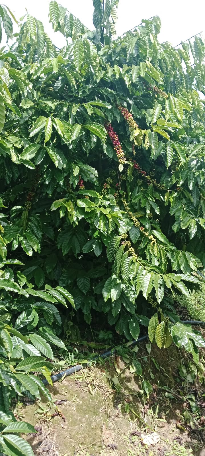 Đất nền Phúc Thọ, Lâm Hà 3400m² giá 3.1 tỷ - Sổ đỏ chính chủ, bám mặt đường