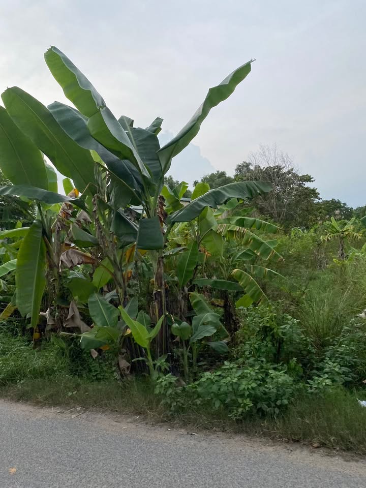 Đất nền mặt tiền đường Cầu Đình, Thủ Đức 901m² giá 25,5 tỷ - Cơ hội đầu tư sinh lời!