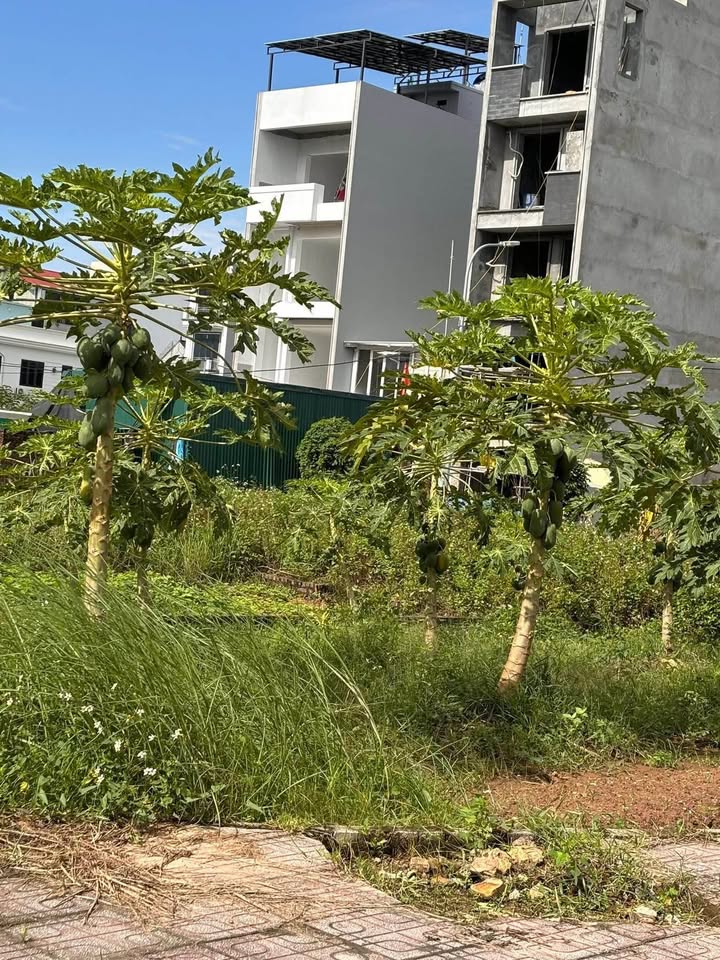 Đất dịch vụ Sơn Đồng, Hoài Đức 50.8m² giá chỉ 8 tỷ - Cơ hội đầu tư sinh lời cao!