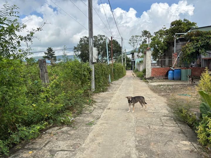 Đất cho thuê 1600m² phường Phước Hưng, Bà Rịa - Giá chỉ 2 triệu/tháng!