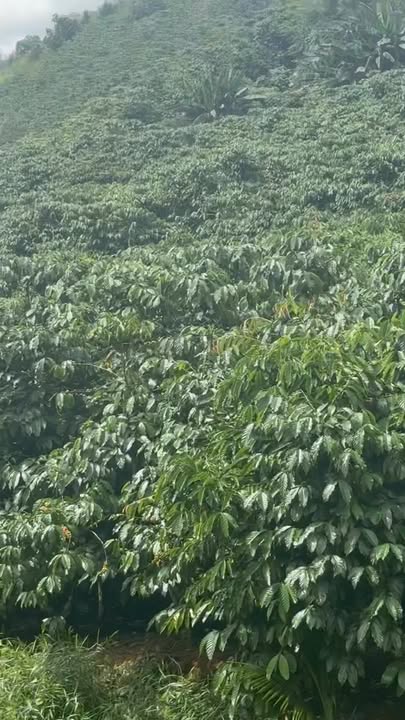 Đất thổ cư Tân Lâm 3600m² giá 1.26 tỷ - Cần bán gấp chính chủ!