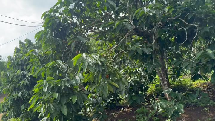 Đất nền Tân Hà 10.000m² giá 3.8 tỷ - Cơ hội vàng đầu tư!