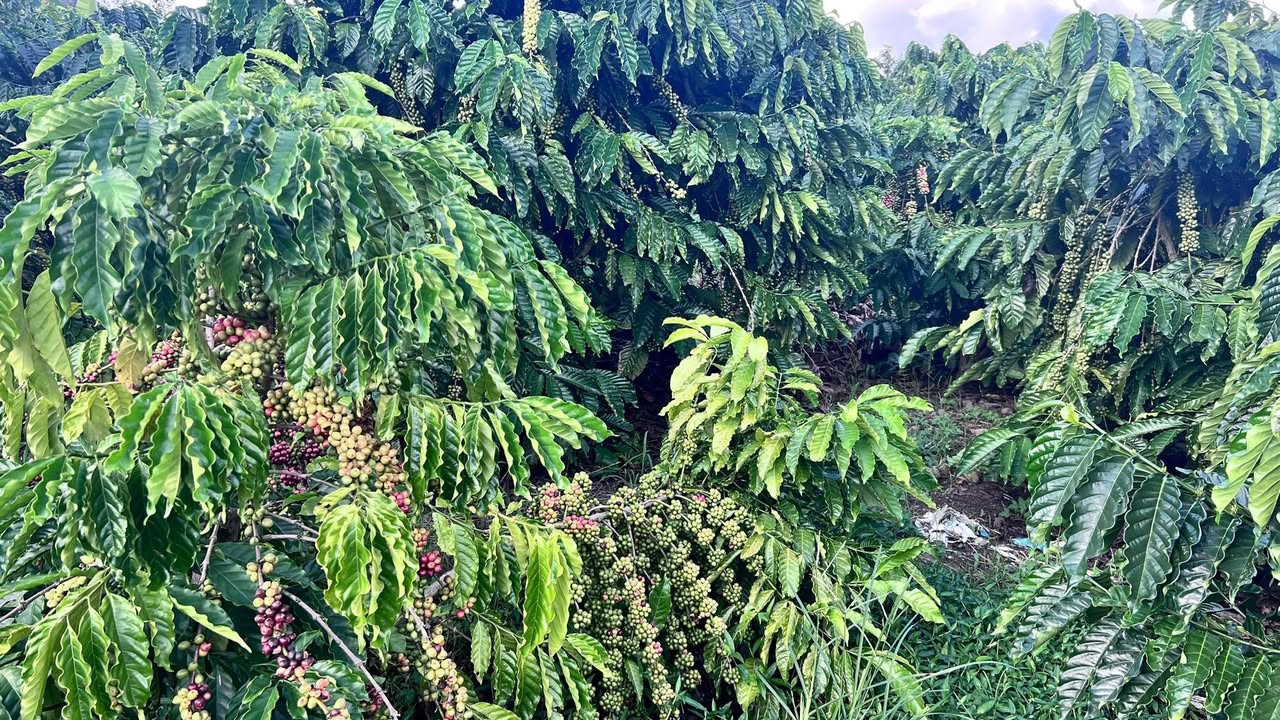 Đất nền Tân Thanh 5000m² giá 1.5 tỷ - Đường xe ô tô vào tận nơi!