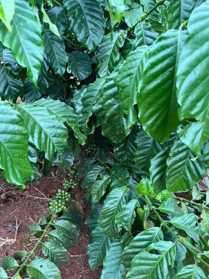 Đất nền 2 sào tại Tân Hà, Lâm Hà giá 1.4 tỷ - Đầu tư sinh lời ngay!