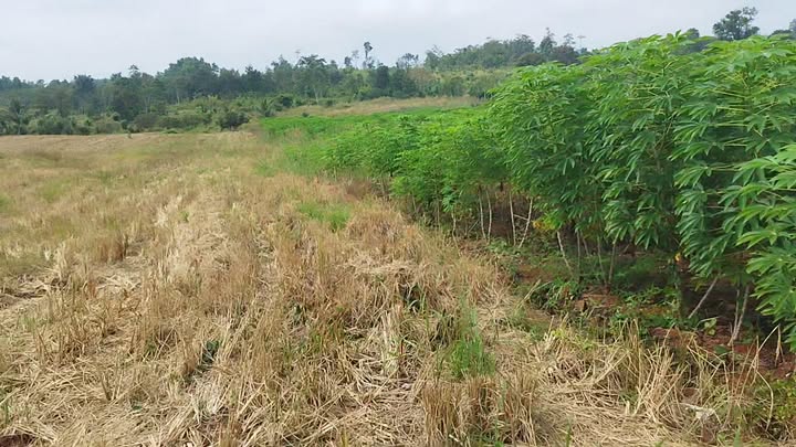 Đất rẫy 14 héc tại xã Ia Mơ, Chư Prông - Đầu tư lý tưởng cho cà phê!