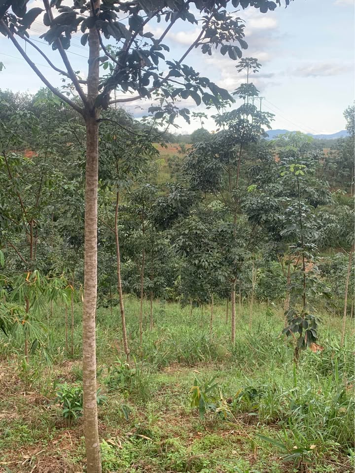 Đất Farm 1,6ha tại Ngọc Bay, Kon Tum - Giá chỉ 800 triệu, cơ hội đầu tư hấp dẫn!