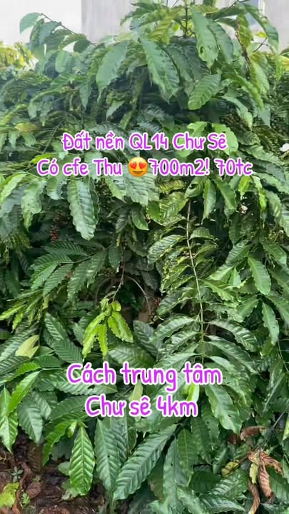 Đất nền Quốc lộ 14, Chư Sê, Gia Lai - Diện tích 700m², vị trí đắc địa gần trung tâm