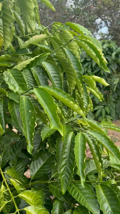 Farm Cư Ni 1,1ha giá 1,1 tỷ - Đầu tư sinh lời với cây cà phê