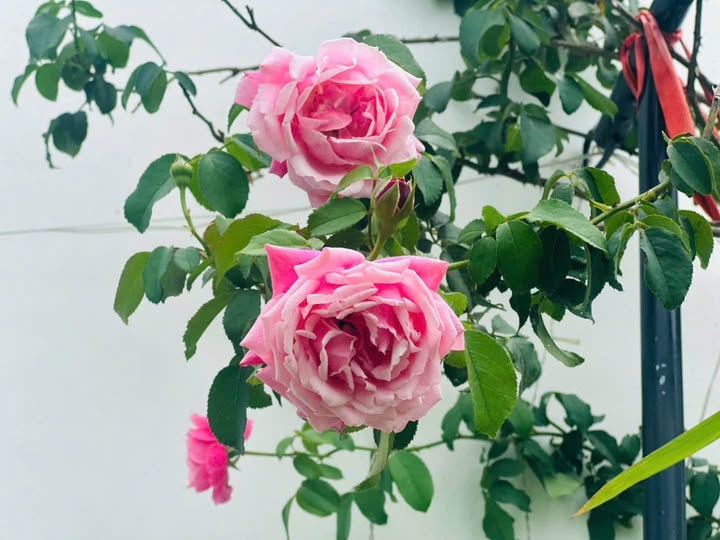 Nhà CHDV mới xây Phường 8, Phú Nhuận 110m² giá 300 triệu - Lợi nhuận ổn định 30 triệu/tháng!