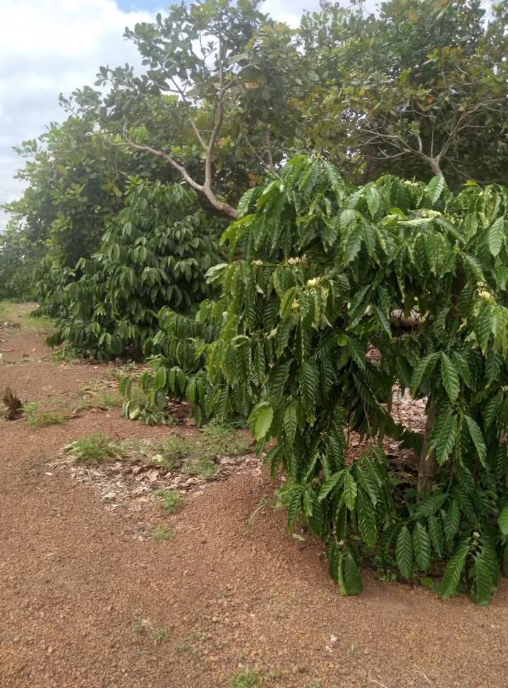 Bán lô đất rẫy 2.88ha tại Buôn Đôn - Giá 2.8 tỷ, điện nước đầy đủ!