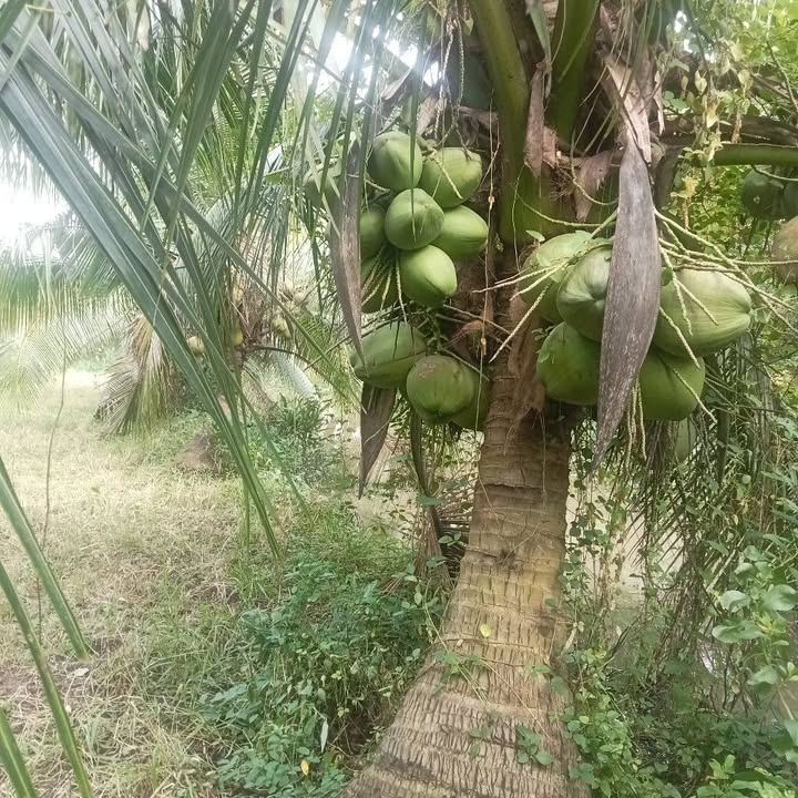 Đất vườn dừa 1.7 công tại An Ngãi Trung, Ba Tri - Giá chỉ 918 triệu