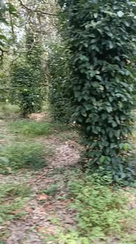 Vườn tiêu 8,5 sào Đức Hạnh, Đức Linh giá 1,5 tỷ - Cơ hội đầu tư tuyệt vời!