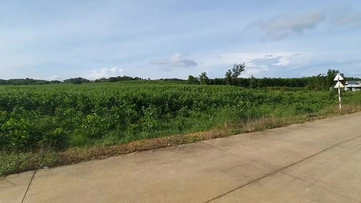 Đất Farm 4HA tại Suối Rao, Châu Đức giá 4 tỷ - Tiềm năng đầu tư lớn!