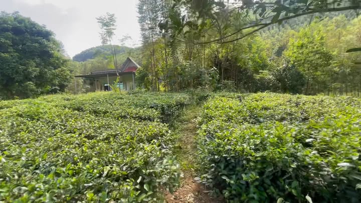 Lô đất Farm 3500m² tại Tây Cốc, Đoan Hùng - View đồi chè tuyệt đẹp