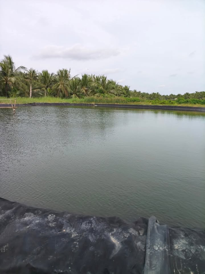 Đất nông nghiệp Bến Tre 6000m² giá 140 triệu - Phù hợp nuôi tôm hiệu quả!