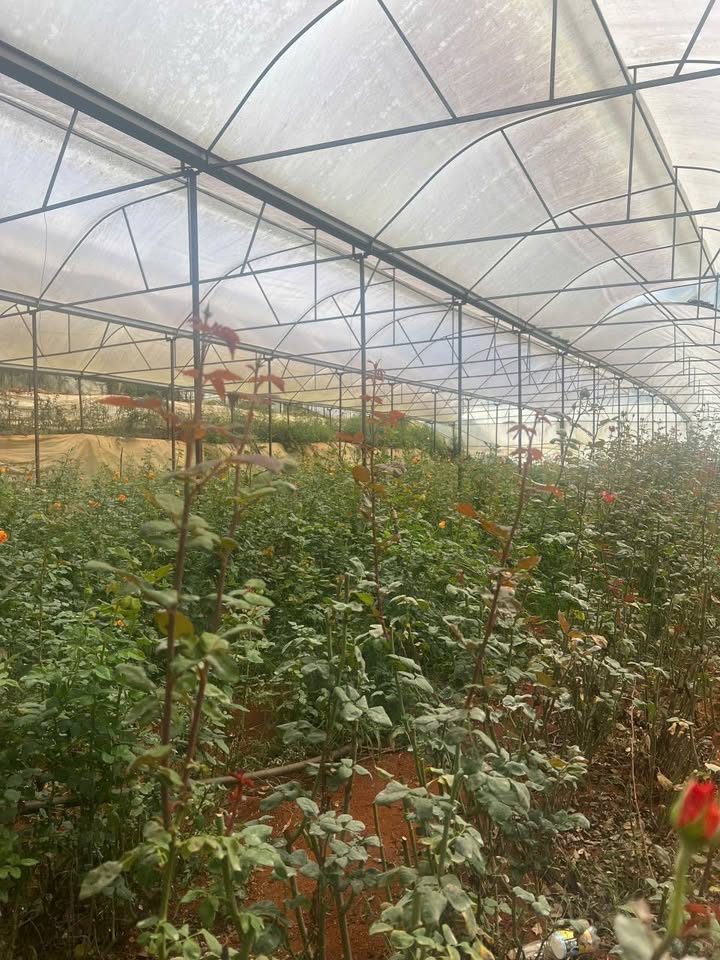 Cho thuê Farm nhà lồng tại Đà Lạt 10.000m² - Giá 360 triệu/năm, Phù hợp làm bông cúc, rau sạch!