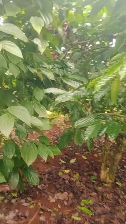 Đất rẫy Đắk R'Lấp 5ha2 giá chỉ 1.5 tỷ - Đầu tư sinh lời ổn định!