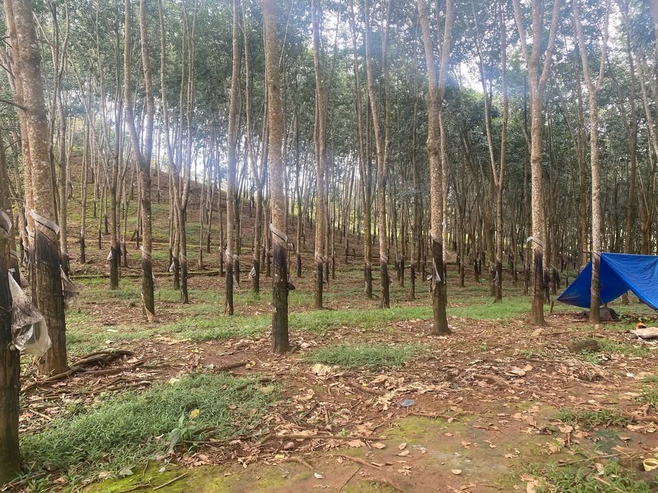 Đất nông nghiệp Phú Sơn Bù Đăng 25.000m² giá 1,5 tỷ - Mặt tiền đường bê tông