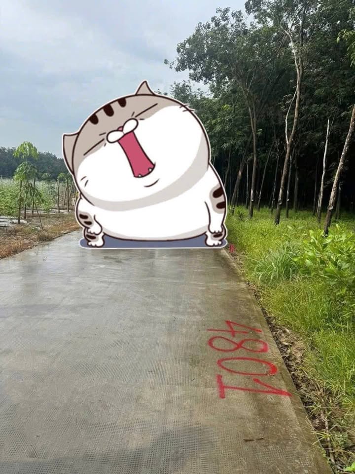 Đất nền Chánh Phú Hòa Bến Cát 2345m² giá chỉ 6 tỷ - Đầu tư sinh lời ngay!