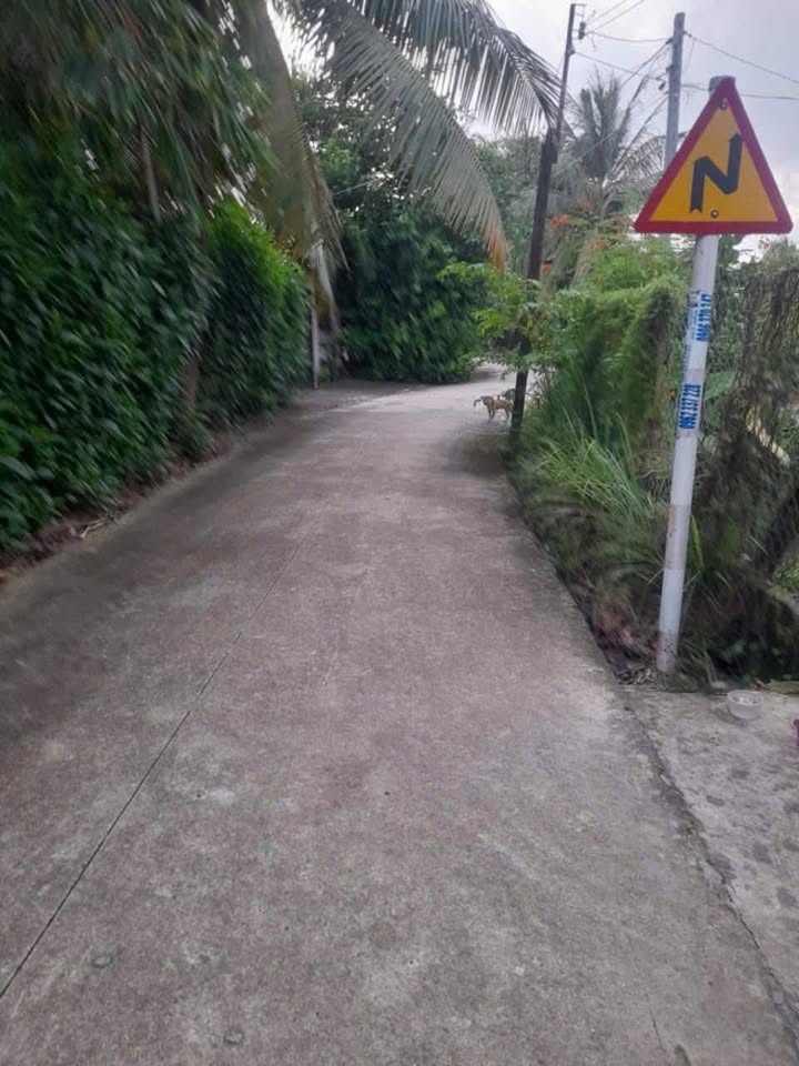 Đất vườn Bàu Vừng, Phước Trạch, Gò Dầu 310m² chỉ 700 triệu - Đầu tư sinh lời ngay!