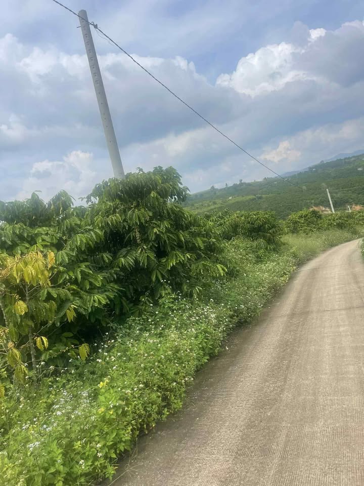 Đất thổ cư Tân Văn Lâm Hà 266m² giá chỉ 550 triệu - Cơ hội tuyệt vời để đầu tư!