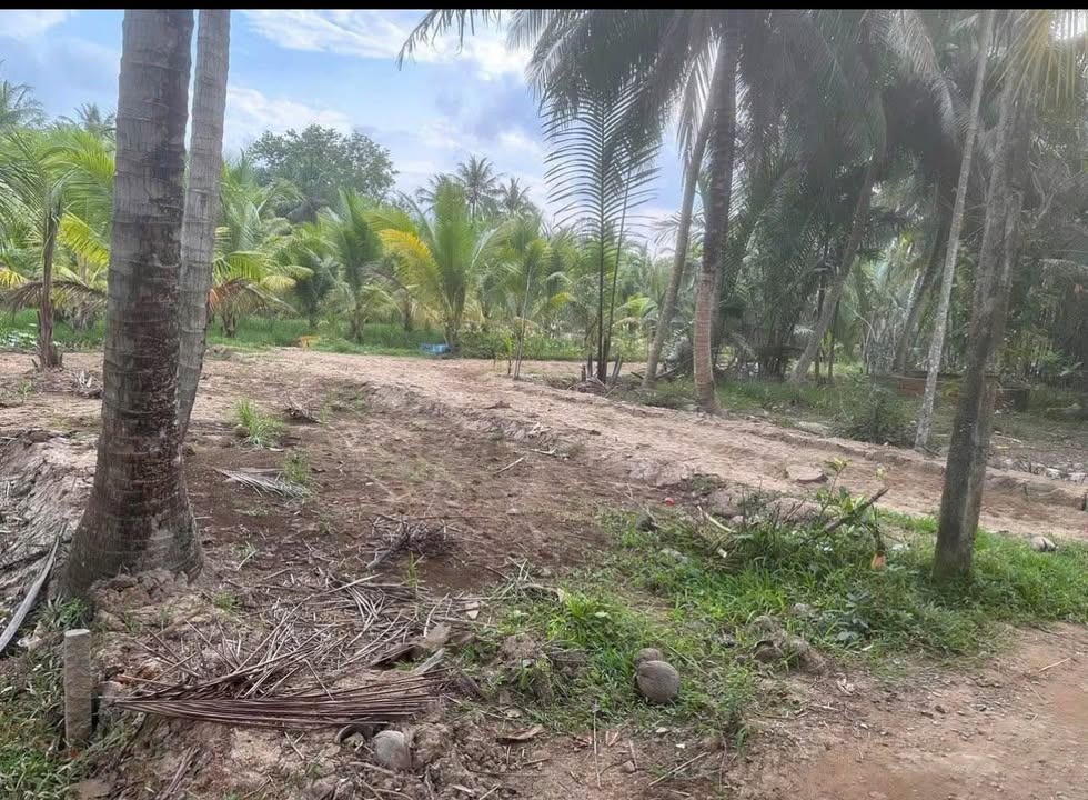 Đất vườn 6000m² tại xã Thạnh Ngãi, Mỏ Cày Bắc - Giá chỉ 500 triệu