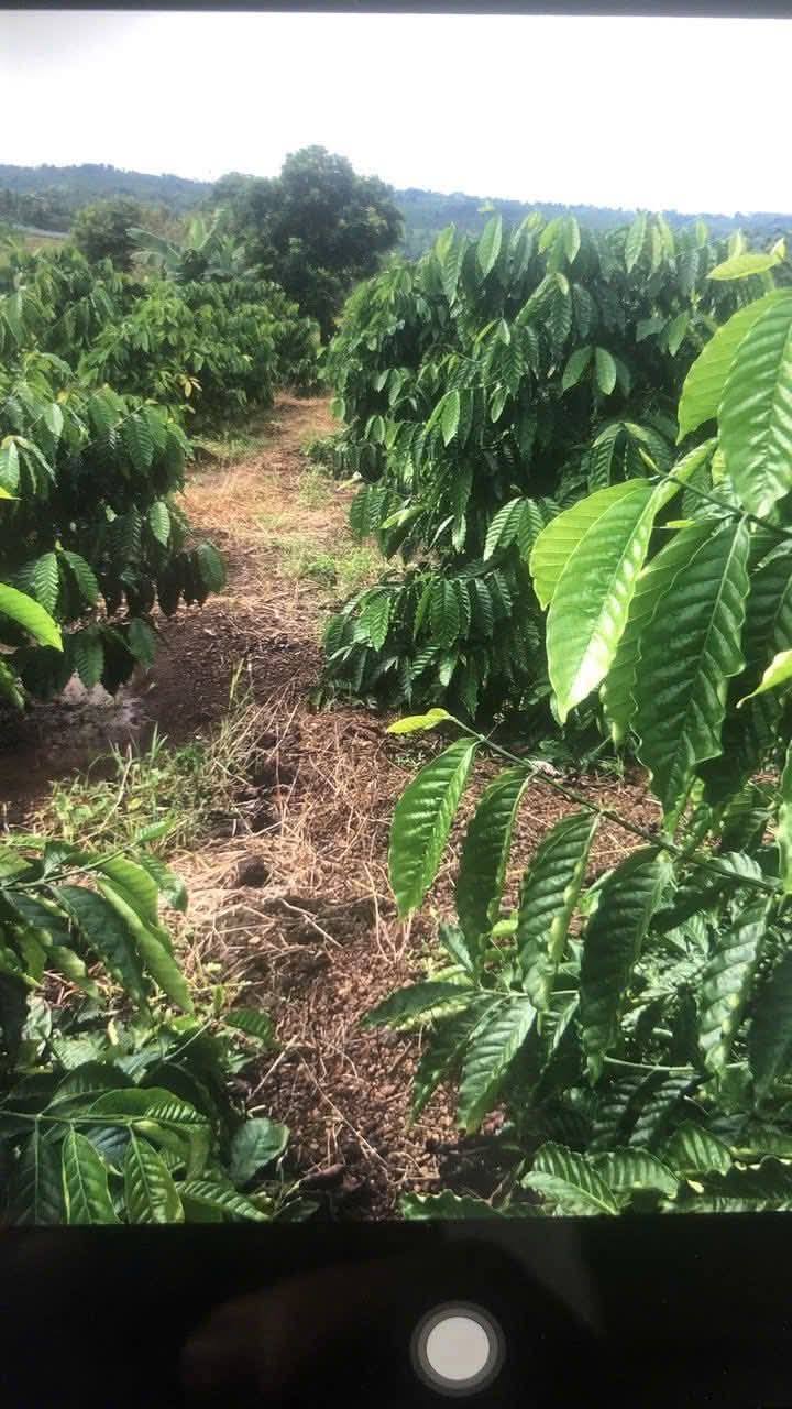 Đất ở thôn Đoàn Kết, xã Ea Kuếh, 5639m² giá 1.5 tỷ - Cơ hội đầu tư tuyệt vời!