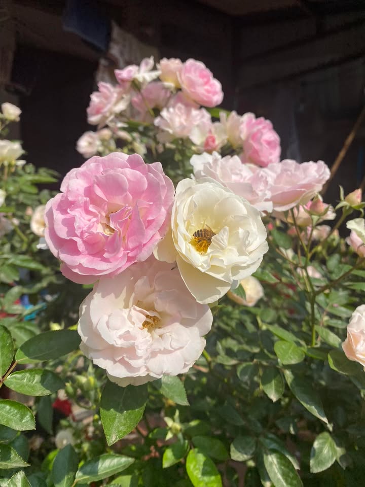 Đất vườn An Khánh 600m² giá thỏa thuận - Cơ hội đầu tư tuyệt vời!