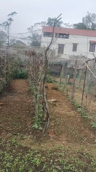 Đất nền Quảng Tiến, Sầm Sơn 75m² giá 800 triệu - Đường ô tô thông thoáng!