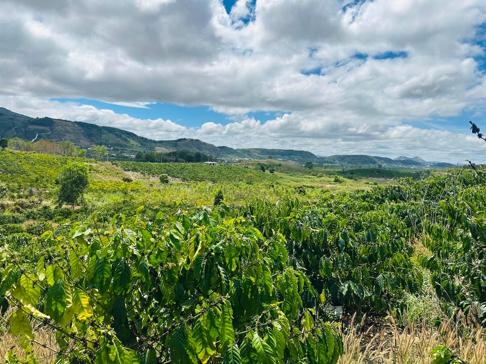 Farm 8 sào cà phê tại Gia Lâm, Lâm Hà giá chỉ 2,5 tỷ - Cơ hội đầu tư tuyệt vời!