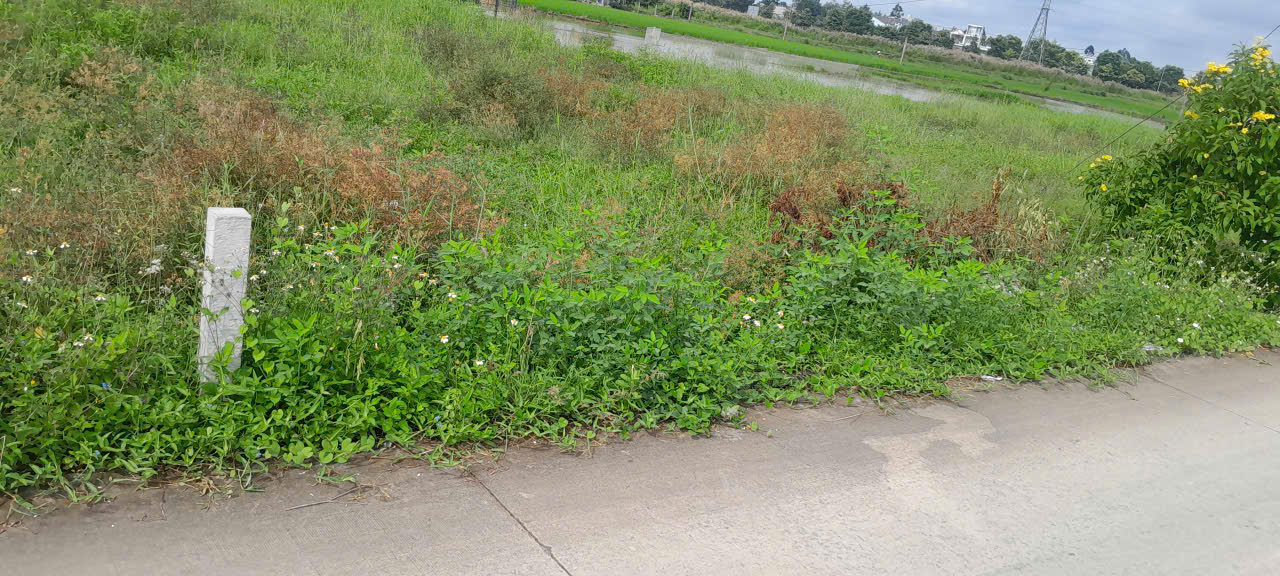 Đất nền 150m² mặt tiền Nguyễn Trung Trực, Bến Lức giá 1.5 tỷ - Sổ đỏ chính chủ!