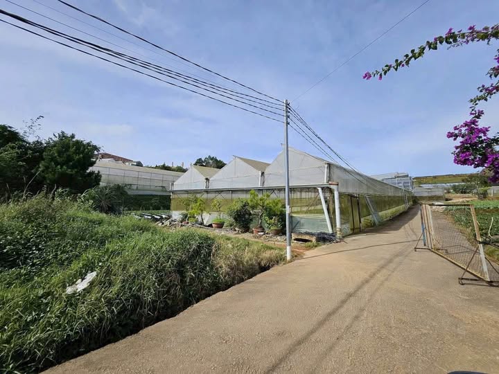 Đất xây biệt thự nghỉ dưỡng đường Phước Thành, Đà Lạt 203m² giá 6 tỷ - Đầu tư sinh lời!