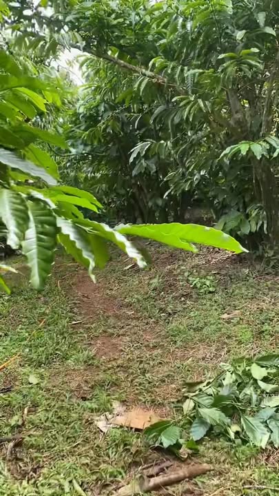 Đất nền Lộc Phú Bảo Lâm 28.000m² giá thương lượng - Cơ hội đầu tư lý tưởng!