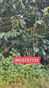 Đất nền 5000m² tại thôn 10, Đại Lào, Bảo Lộc - Giá chỉ 1.5 tỷ, đất đẹp!”